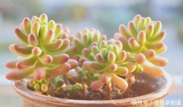 观音莲|适合懒人入手的七种多肉,冬天也冻不死,轻松尝试一下就爆盆