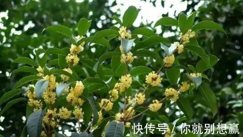 秋日$桂花,就是最美秋日诗词!