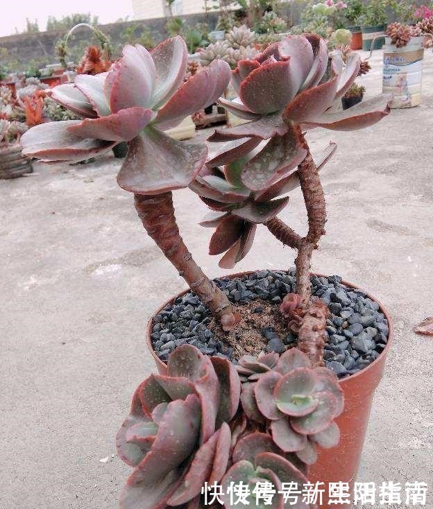 老桩|邻居养了3年多肉,个个长成“悬崖老桩”,到底咋养的!