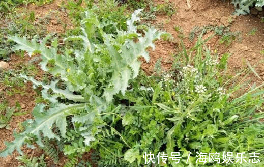 木耳菜|8种“高钙”蔬菜,菠菜不算啥,第一名钙是牛奶3倍,不要错过
