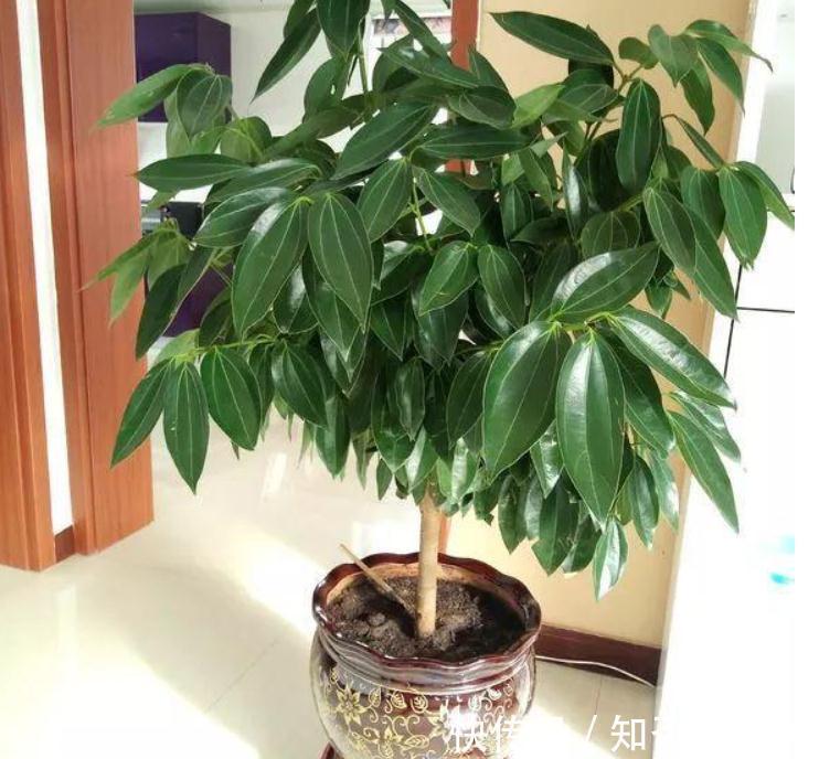 繁茂|室内盆栽种树选这3样，枝叶繁茂，四季常青，寓意好