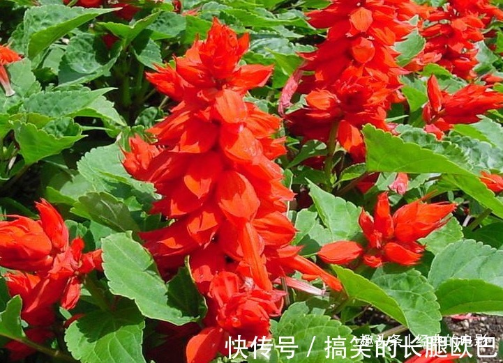 此花色泽鲜艳亮目，火一般的颜色十分喜庆，代表着恋爱的心