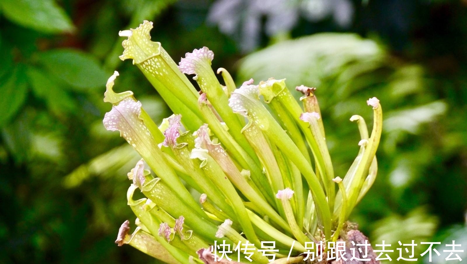 世界上最具诱惑力的植物,人美心甜的瓶子草为何这么美?