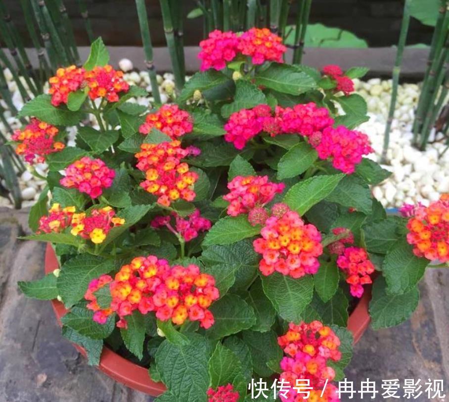 花友们|十二生肖，各有各的“幸运花”，爱花人别养错了