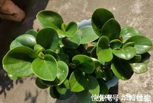 5种网红懒人盆栽,浇水越少长得越旺,勤快人一般都养不好!