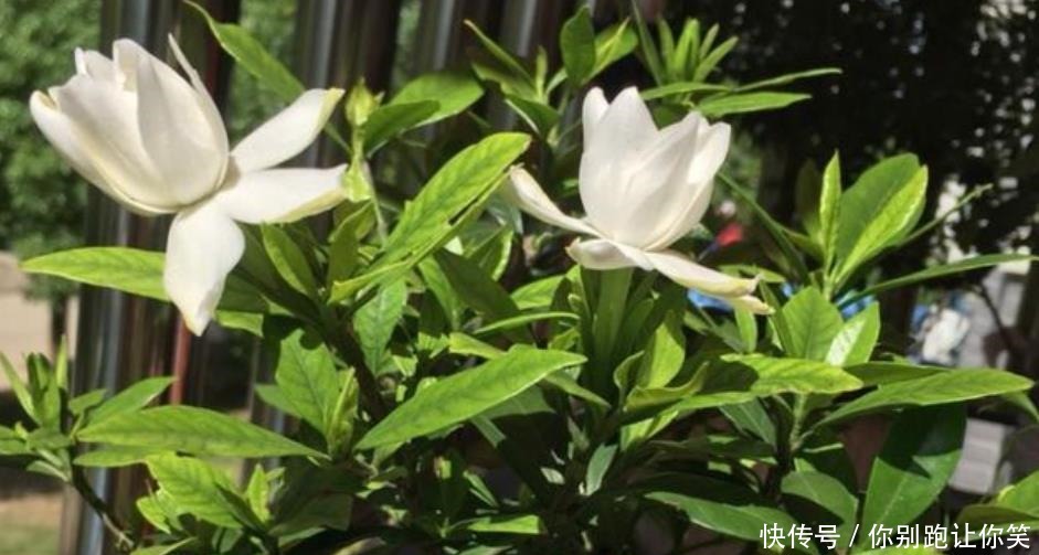  新芽|栀子花开完花，养护分“3步”，植株健壮新芽多，来年照样开满花