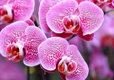 这三种绿植最适合养在卫生间，越是阴凉越能蹭蹭长不停