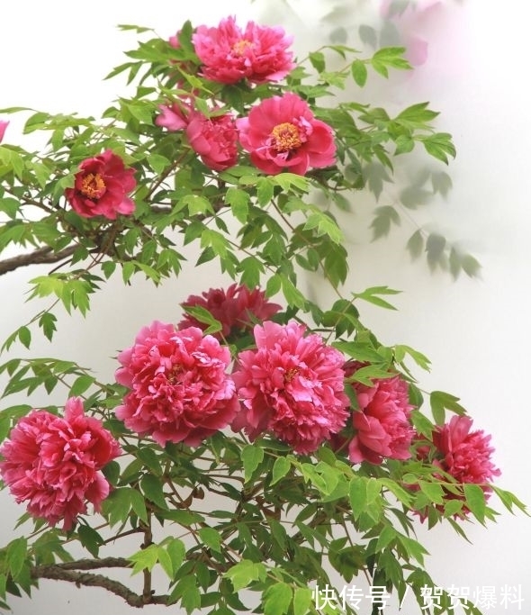 家有五树,儿孙都富!有院子建议栽5种树,看花,收果,寓意吉利