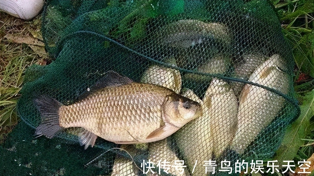 冬季鲫鱼吃饵有特点，准确判断提竿时机很重要！