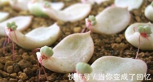 叶插多肉不出芽?掌握几个要点,出芽率高达90%以上!