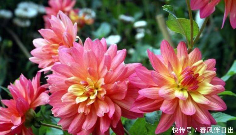 4种花超漂亮,个个美出状态,迷人的花朵,开满整个花盆