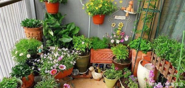 这4种植物是“蚊子克星”，随便在卧室摆一盆，夏天“不用愁”