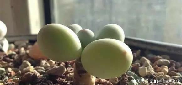 养护多肉，这四点你需要避开，不然多肉容易死掉