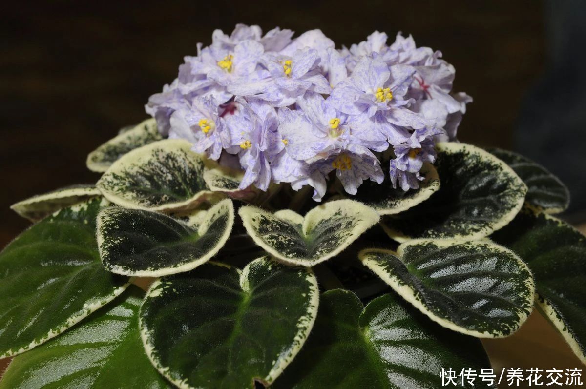  植物|耐阴室内开花植物“大家族”，低光照可开花，植株小巧，适合新手