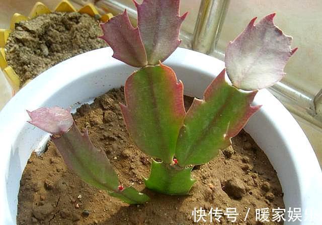 蟹爪兰长出新叶是红色,要分情况对待,对症下药,来年才会开满花