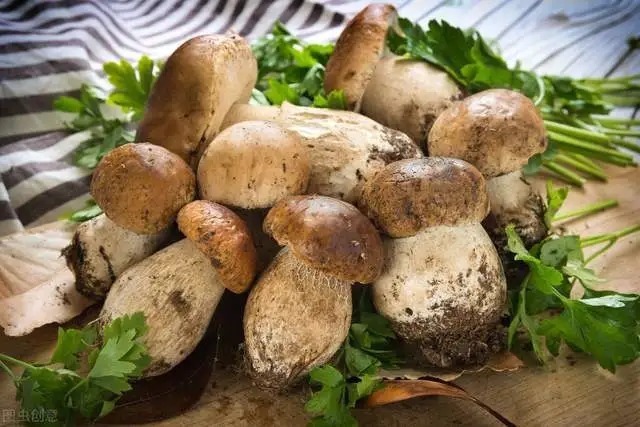 杏鲍菇|9大常见蘑菇菌类的最佳吃法，这么做比肉还香！