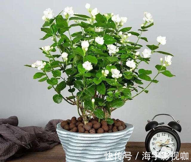 清香|家里养盆“杀菌”花,精神轻松又清香,老中医经常养,错不了