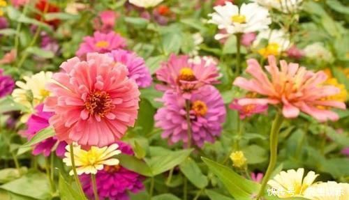 几种可以食用和观赏的草本花卉,新手也能养得很好