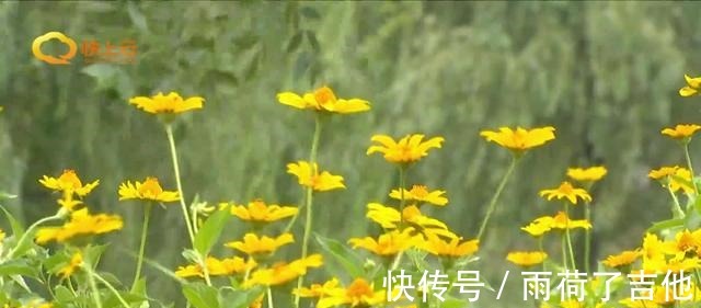 欧石竹|夏日醉美弥河畔 绚丽花海游人不断！