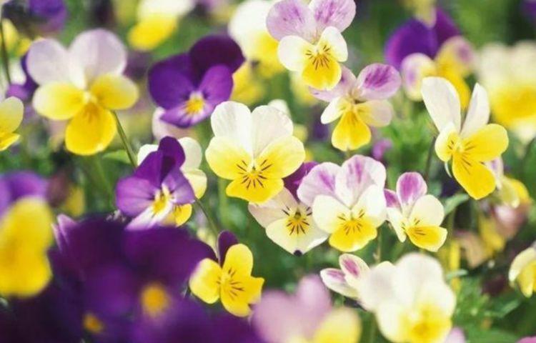 天竺葵|几款花卉，堪称是开花机器，开花勤爱爆盆，养在阳台极美