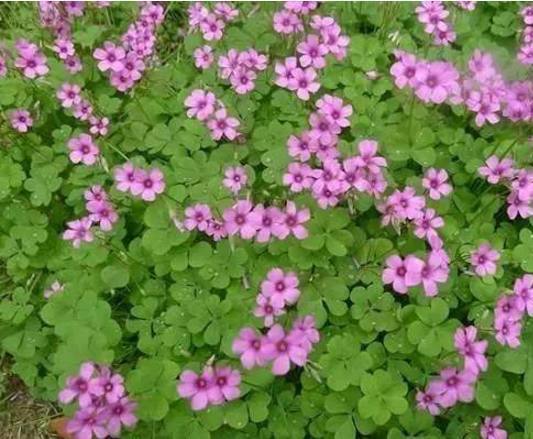 以下10种全年都能开花的室内盆栽，超好养护又容易爆盆！