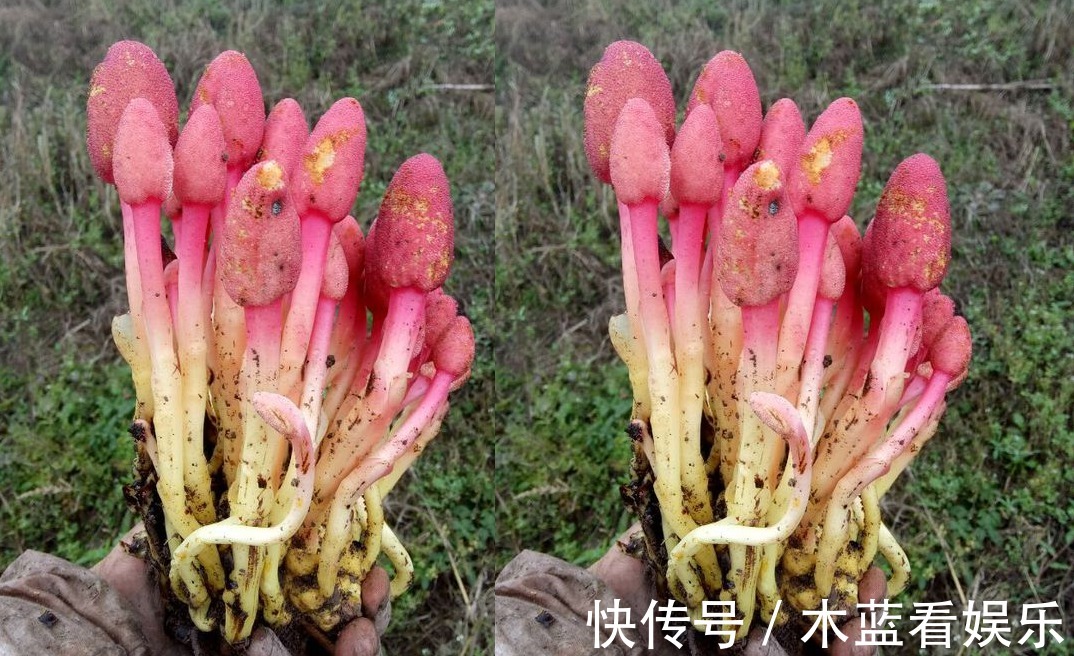 回春草|种回春草能卖200元一斤，结了婚的男人都在找，遇见最好不要错过