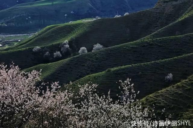 霍城大西沟花海拍摄记