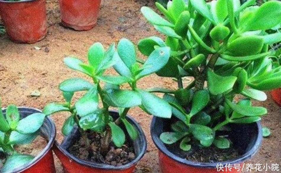 成活率|秋天凉爽了，扦插4种花，枝条插土里就生根