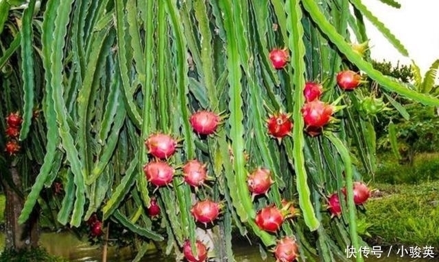 健康|不能在晚上吃8种水果, 多吃一口, 健康就少一点