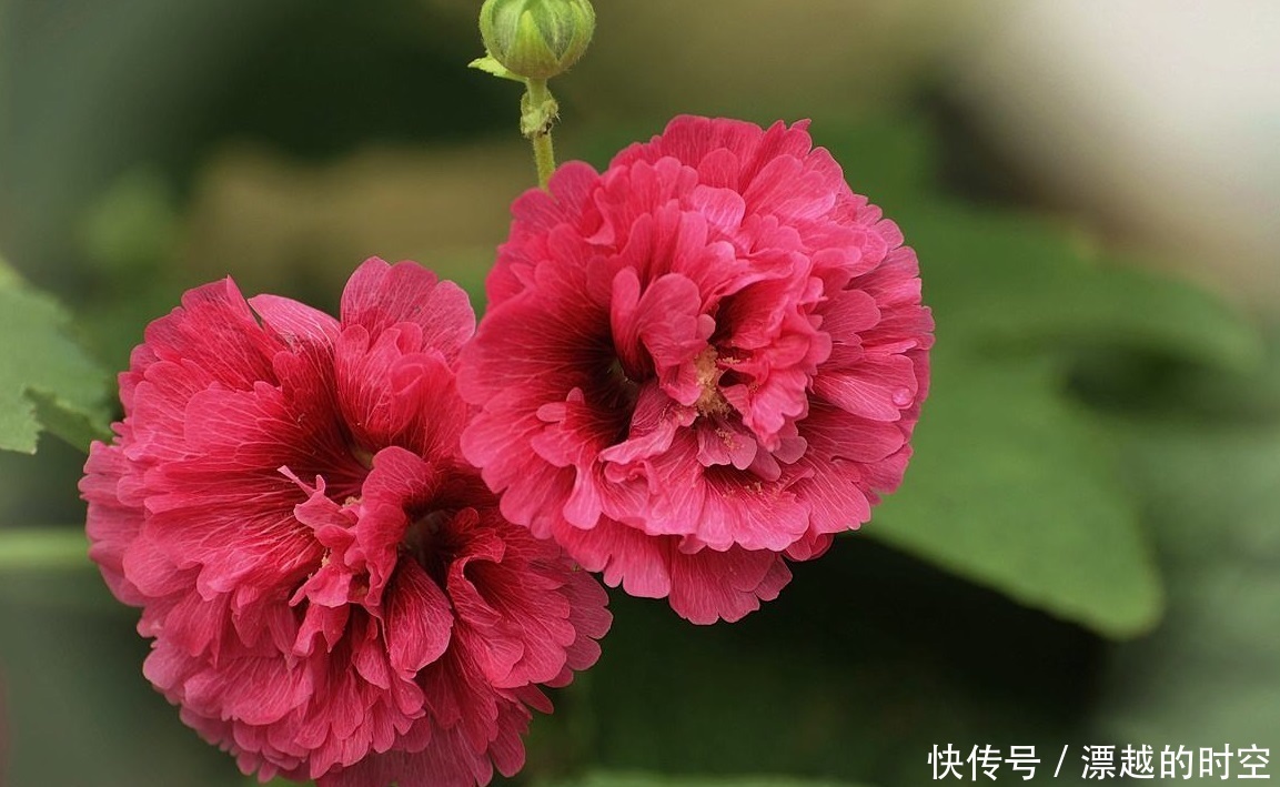 此花才是真正的“长寿花”，1粒种子埋土里，一活就是50年