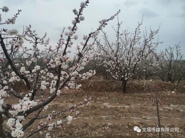 到下马峪赏花去！来一场说走就走的旅行