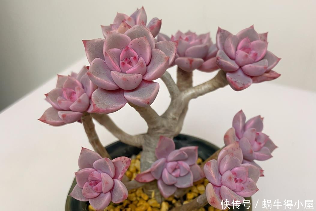 尽管红粉佳人是普货多肉品种,但是出状态之后,一点都不比贵货差