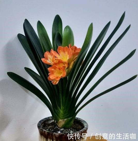 家庭养君子兰,放在哪里好根据“季节”选位置,叶子油亮花满盆!