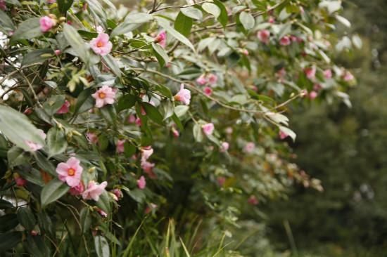 渐次|花港景区茶梅、茶花渐次绽放