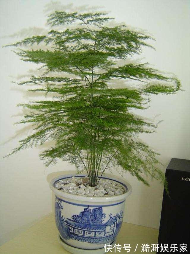 文竹|文竹黄叶不要慌，这“3种”物品，兑水浇盆里，黄叶全不见！