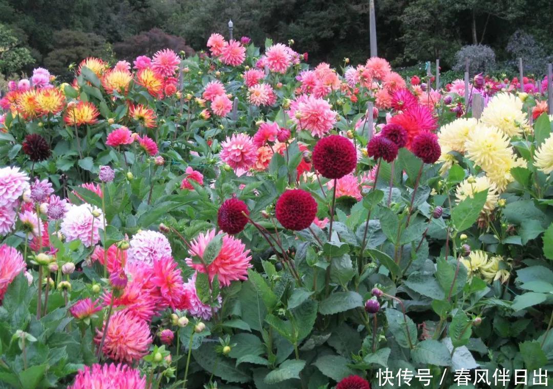 连开半年的花,花朵大姿态美,这个优质品种你养过吗?