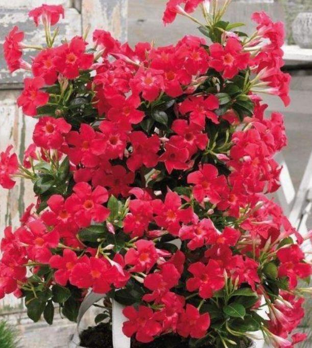 几款花卉,漂亮又好闻,四季有花开,花香四溢飘满屋