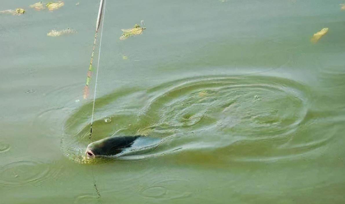 揭开“脱钩跑鱼”的神秘面纱，几招让你不再烦恼！