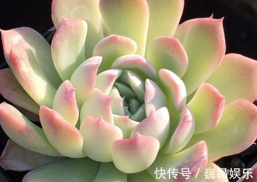 阳台上|多肉水晶月影怎么养教你3个小妙招,养出饱满剔透的水晶月影