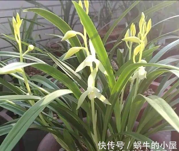 光照|养兰花,不能太“娇惯”,像这样给它点“危机感”,开花香又多