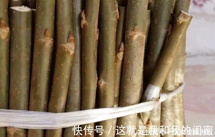 生根|养兰花,给它喷点“生根水”,大白根直冒,长得肥肥壮壮!