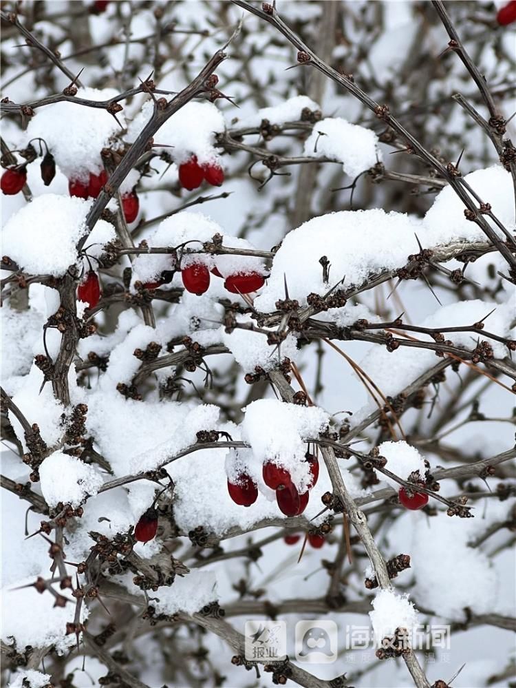 烟台市牟平区沁水河公园雪景美如画|图集| 牟平区