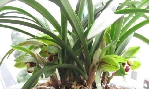 兰花常常养出“馒头堆”,这种造型好处多,预防病虫,花苞冒得多