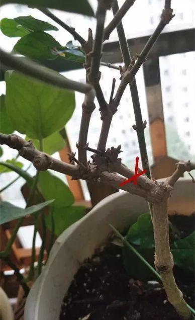 长寿月季花后赶紧剪一刀,剪完就开花,一直剪一直开!