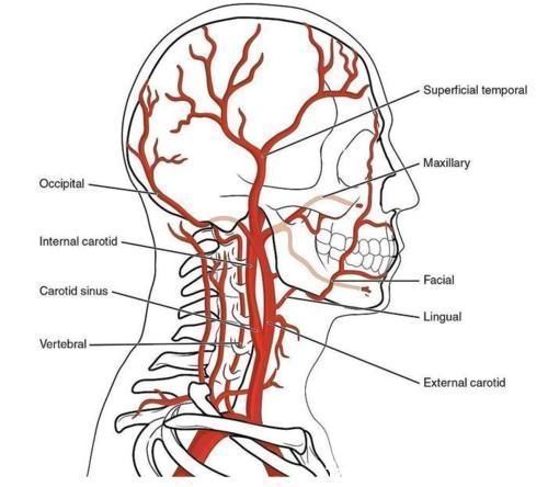 神经|颈椎,为何为“百病之源”!颈椎病分10级,超过2级就要注意了