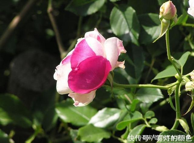 20款古老月季。数百年唯美传承,个个经典又抗病。远胜现代月季