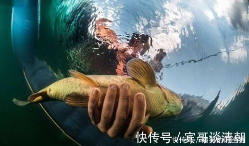 草鱼|玉米加小麦炮制出来的饵那才叫无敌,这里有详尽制作步骤,别错过!