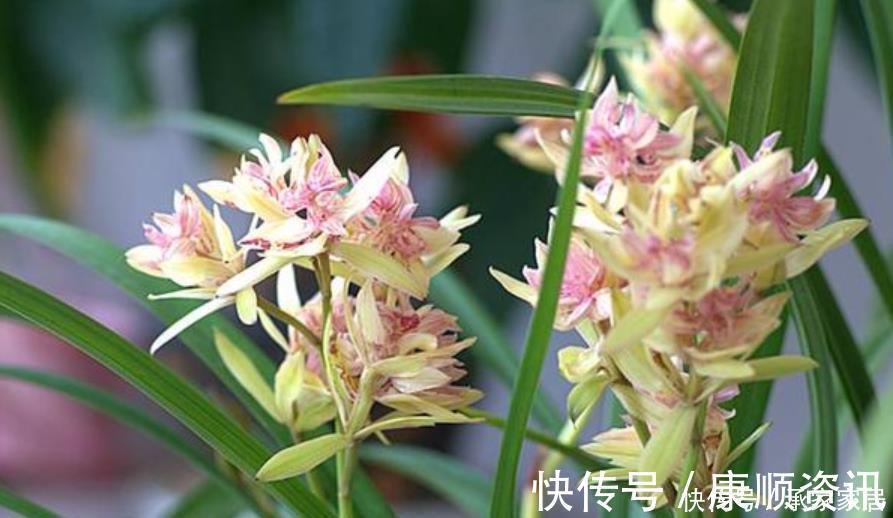 最受欢迎的花,家中养一盆不但能让阳台变花海,还能吸收甲醛