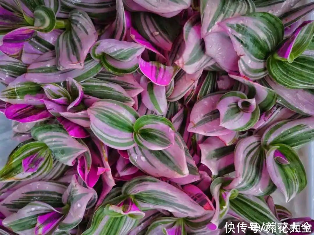 半死不活的花，扔水里，突然长疯了