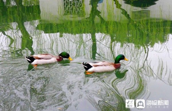 江苏苏州春花雨中绽放显别样韵味